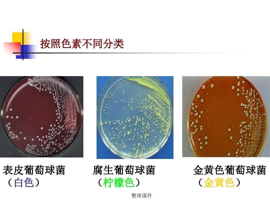 兽医微生物学教学7.球菌_第5页