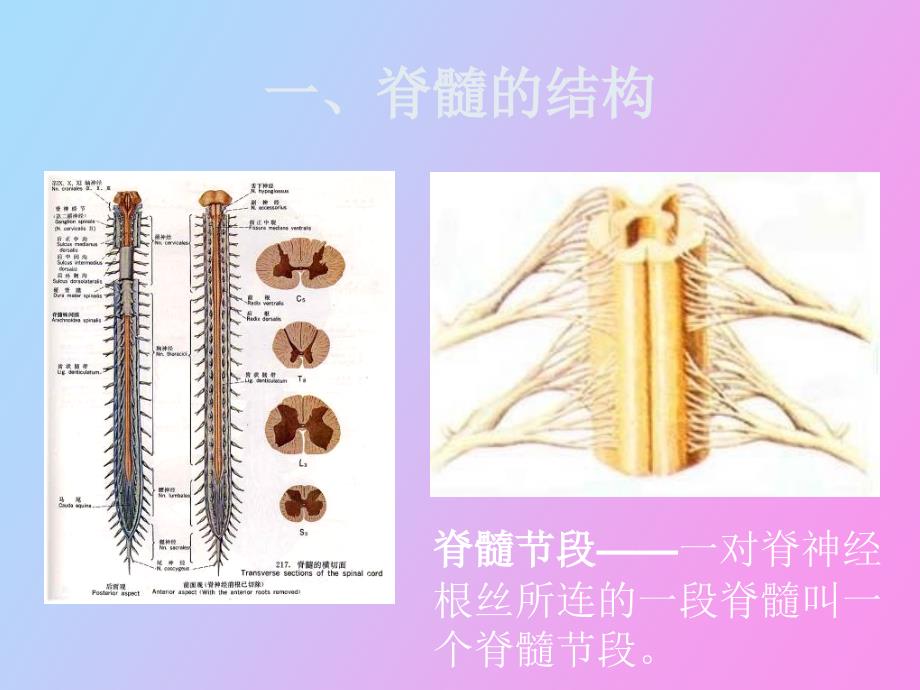 脊髓对躯体运动的调节_第2页