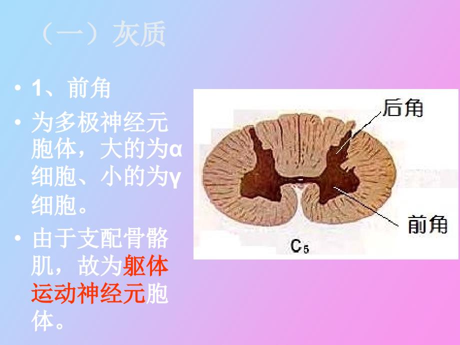 脊髓对躯体运动的调节_第3页