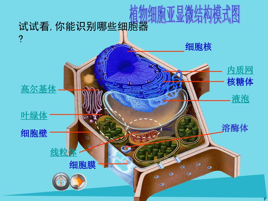 高中生物第三章细胞的基本结构3.2细胞器系统内的分工合作课件1新人教版必修_第2页