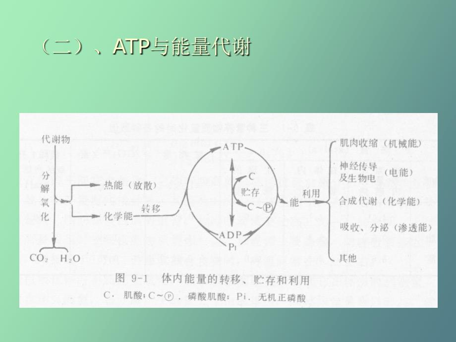 能量代谢和体温调节_第4页