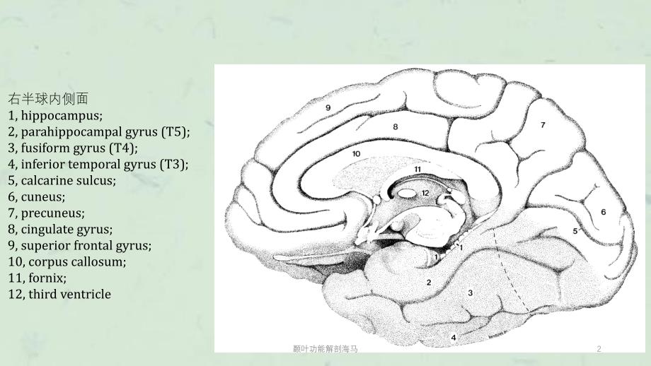 颞叶功能解剖海马课件_第2页
