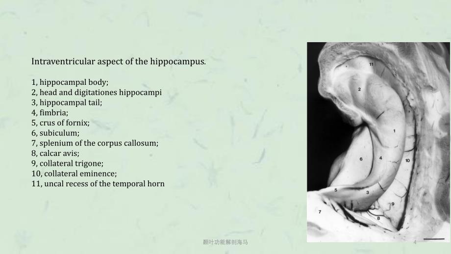 颞叶功能解剖海马课件_第4页