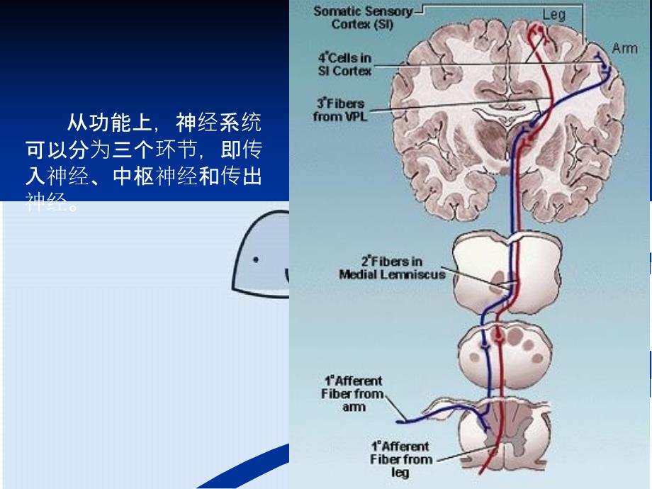 理学第十章神经系统神经系统突触传递_第3页