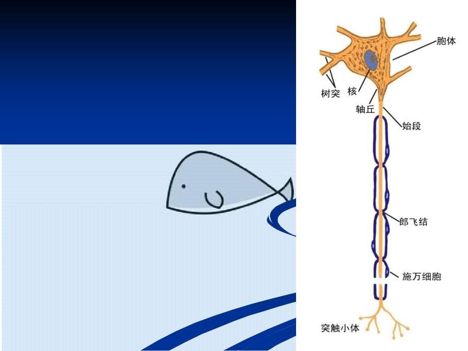 理学第十章神经系统神经系统突触传递_第5页