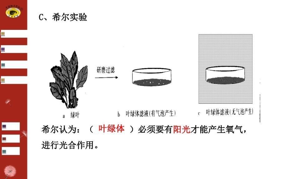 第九讲光合作用_第5页