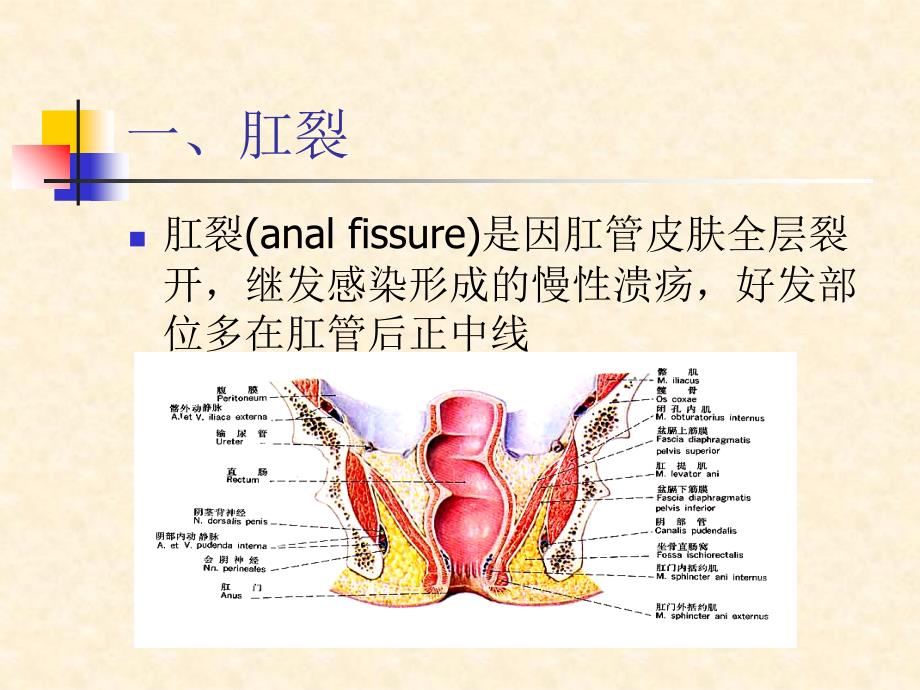 最新腹部疾病直肠肛管疾病外科学课件PPT文档_第1页