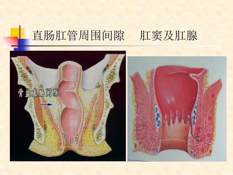 最新腹部疾病直肠肛管疾病外科学课件PPT文档_第5页