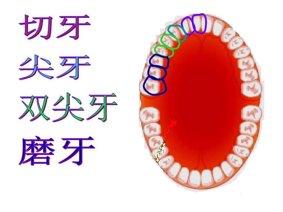 保护牙齿健康知识讲座.ppt_第5页