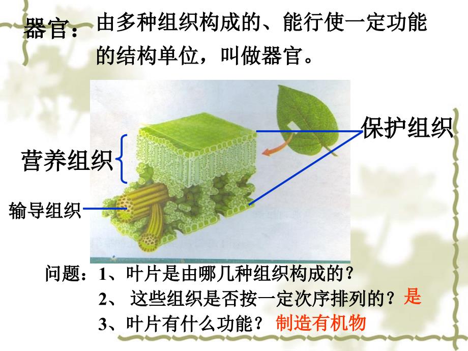 多细胞生物体PPT文档资料_第3页