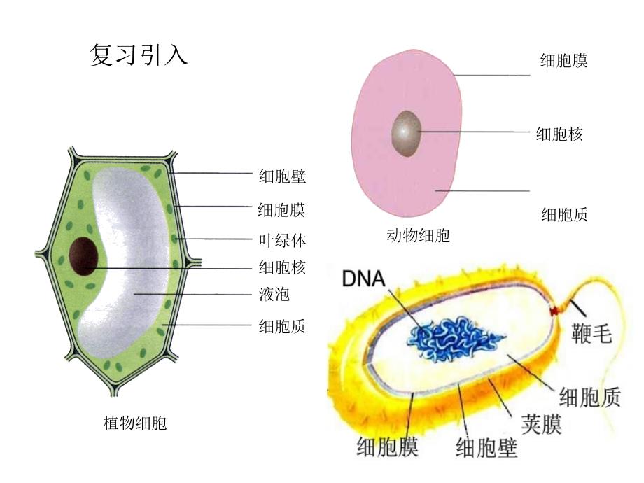 八年级生物上册第四章第三节真菌_第2页