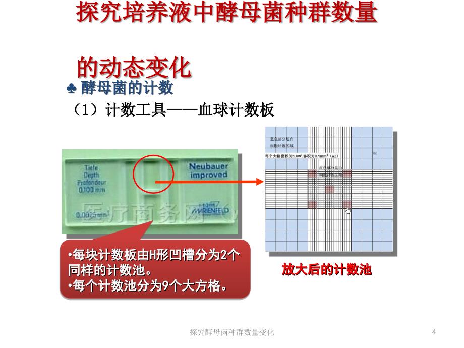 探究酵母菌种群数量变化课件_第4页