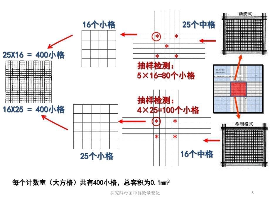 探究酵母菌种群数量变化课件_第5页