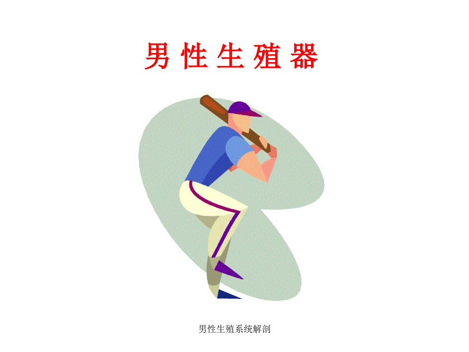 最新男性生殖系统解剖_第1页