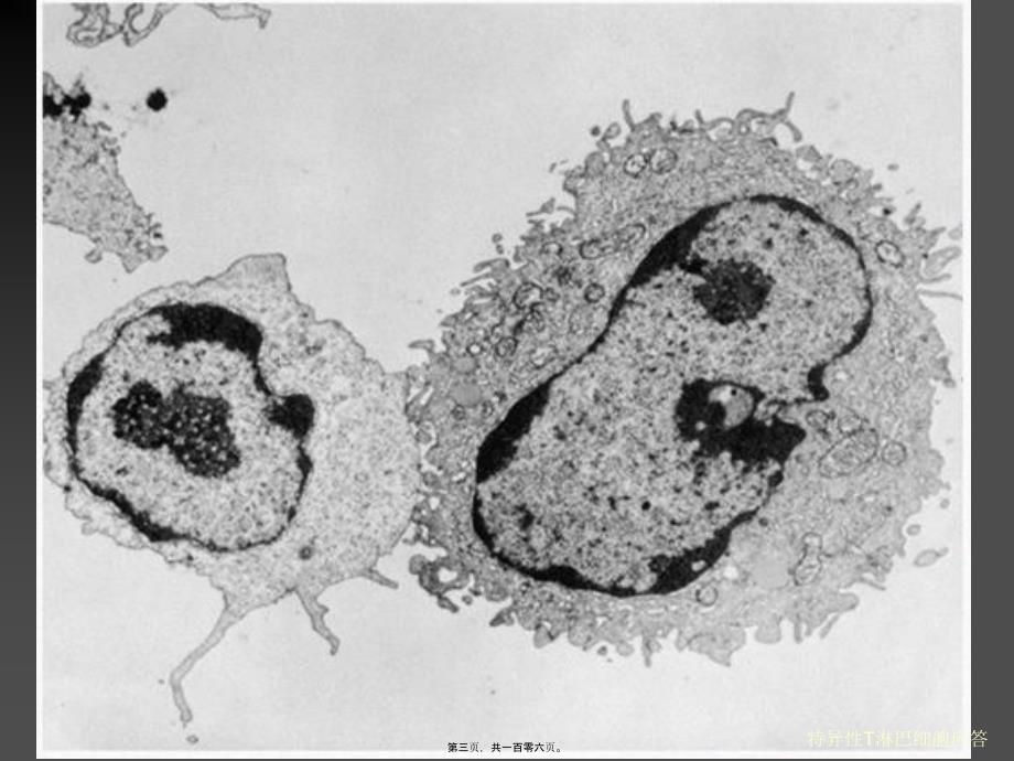 特异性T淋巴细胞应答课件_第3页
