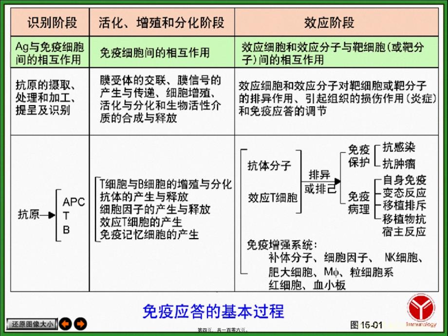 特异性T淋巴细胞应答课件_第4页