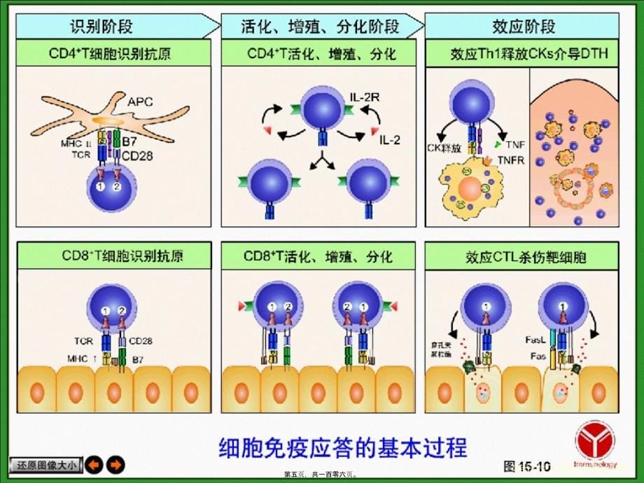 特异性T淋巴细胞应答课件_第5页