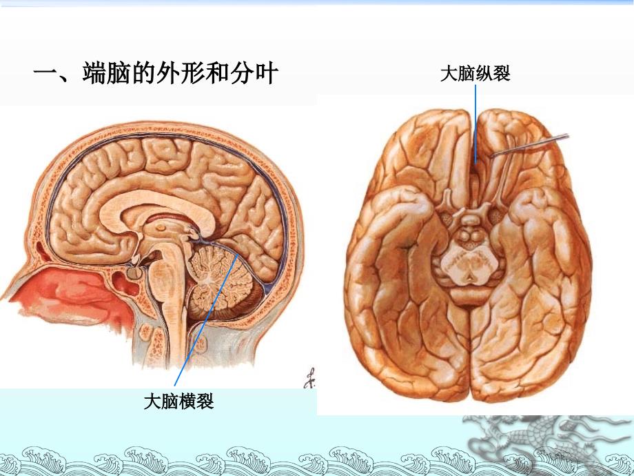 大脑解剖结构_第3页