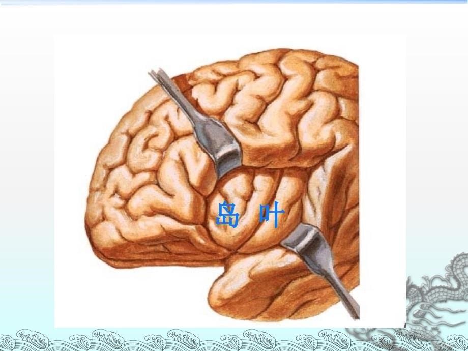 大脑解剖结构_第5页