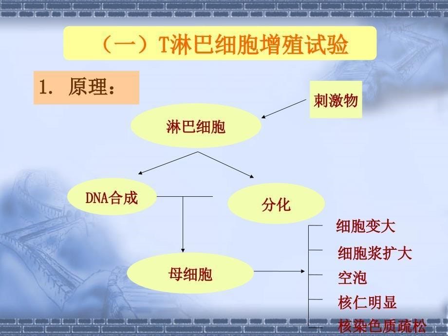 免疫细胞功能检测技术_第5页