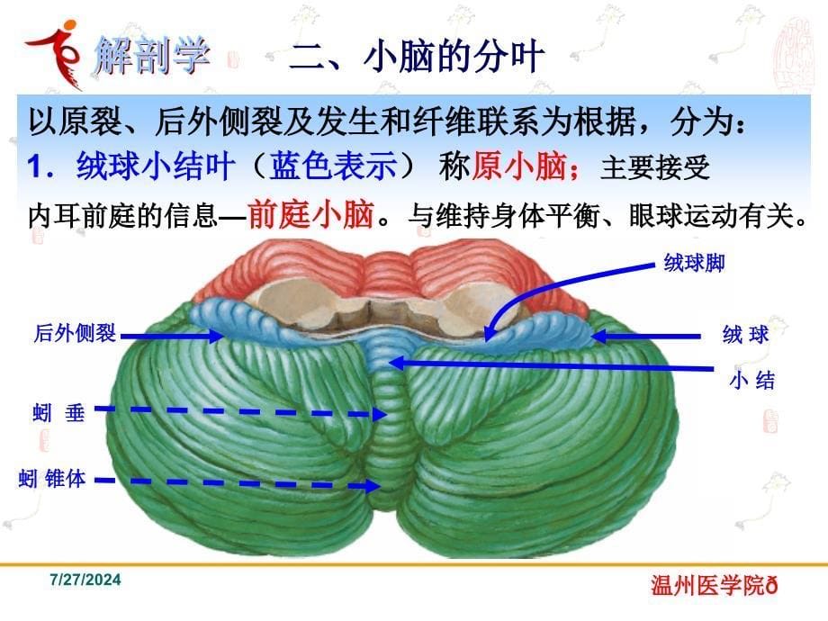 《系统解剖学》教学课件：19中枢神经系统-小脑_第5页