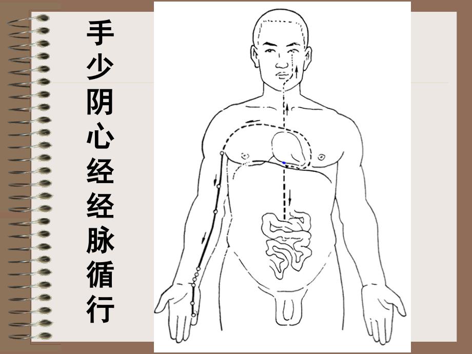 手少阴心经及其腧穴_第4页