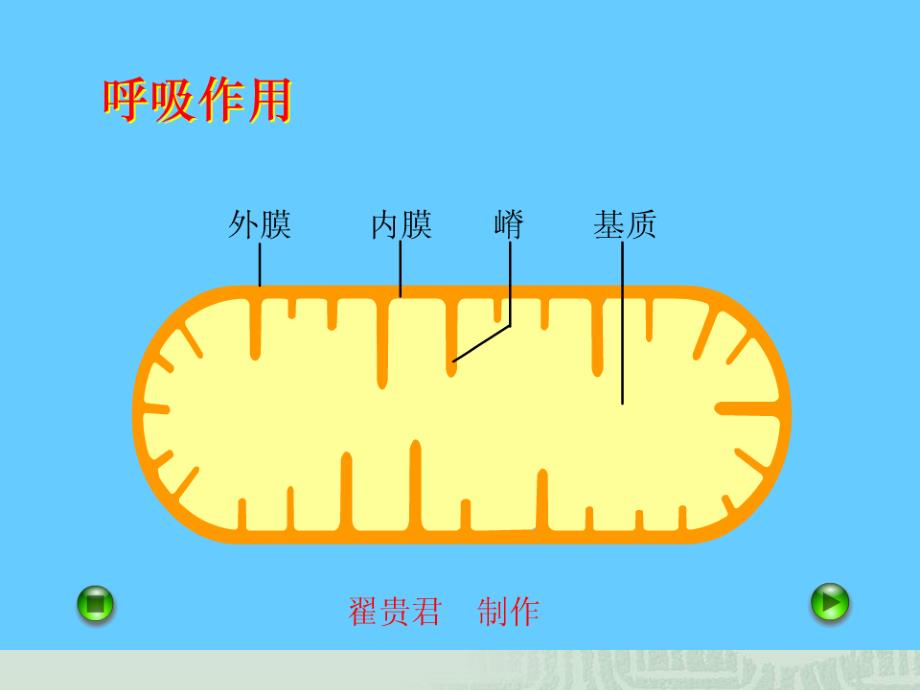 生物课件--细胞呼吸.ppt_第4页