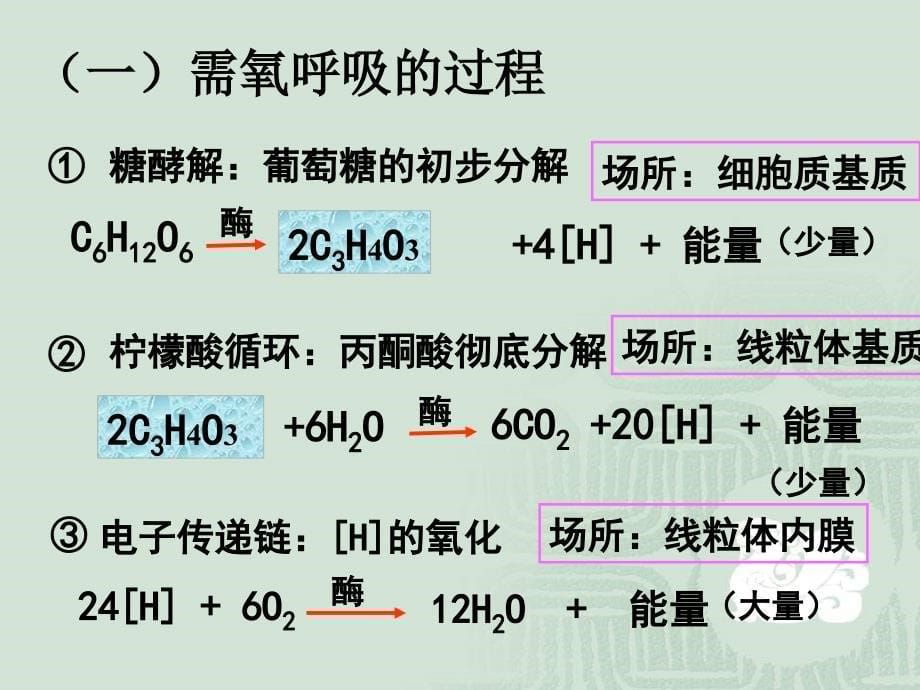 生物课件--细胞呼吸.ppt_第5页