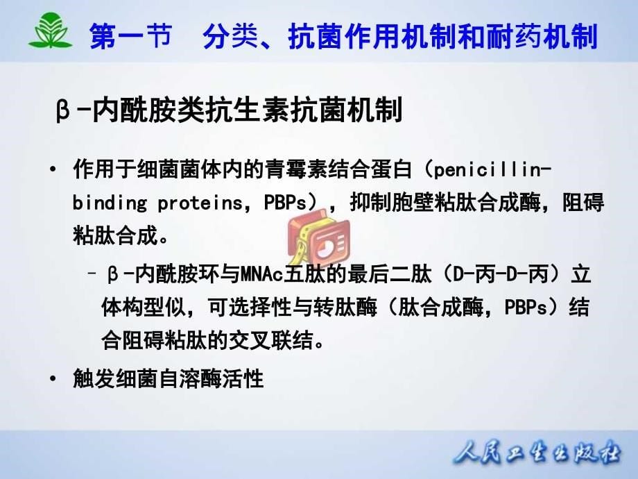 常见疾病治疗药物介绍——第三十九章β内酰胺类抗生素_第5页