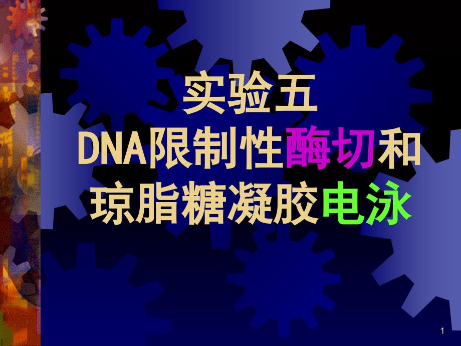 DNA限制性酶切和琼脂糖凝胶电泳.PPT_第1页