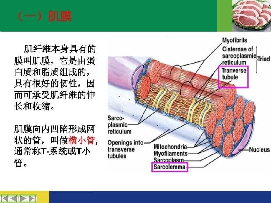 肉的组织结构和化学成分.ppt_第5页