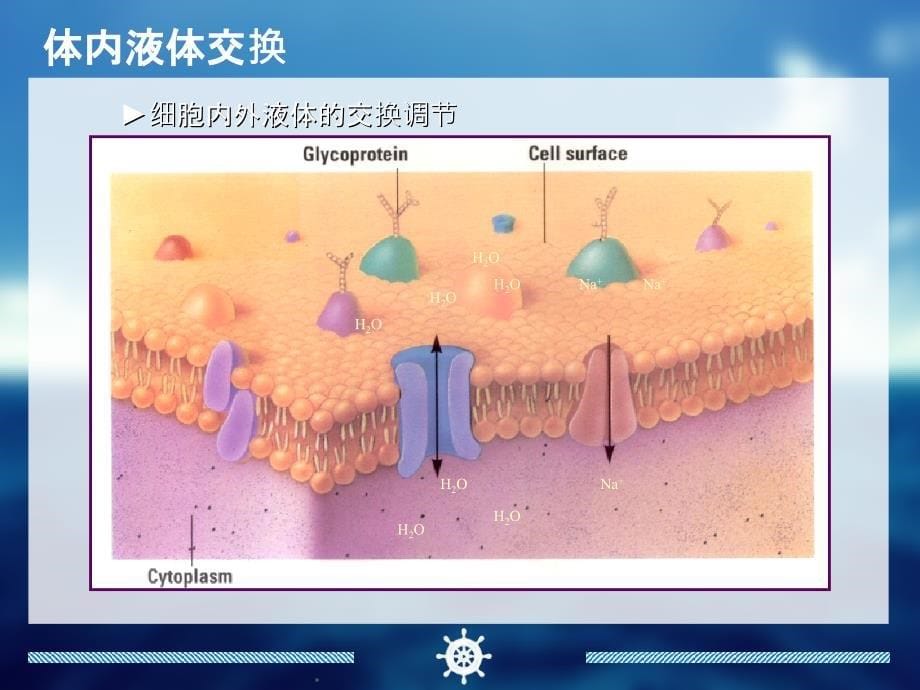 水电解质紊乱的处理_第5页