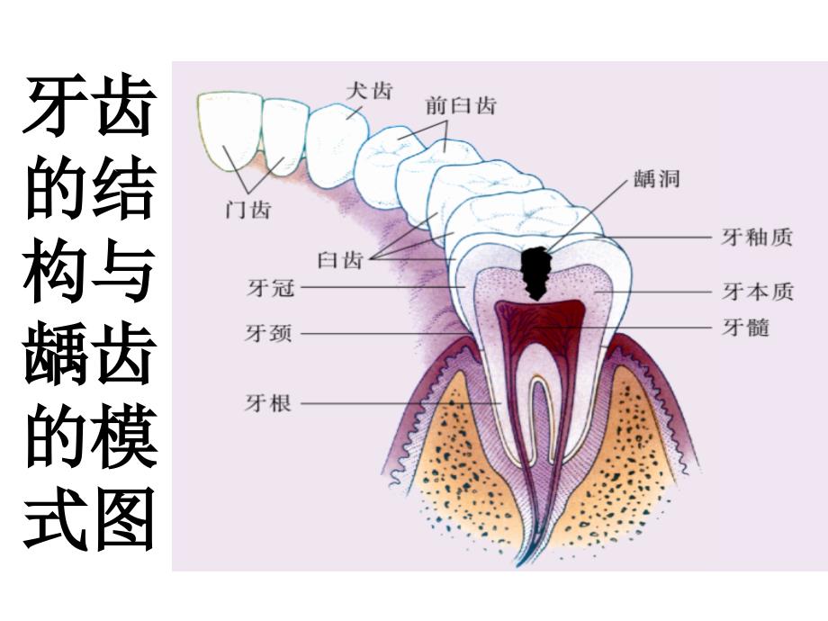 人体的消化与吸收[精选文档]_第4页