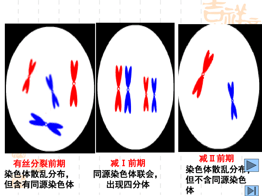 有丝分裂、减数分裂图像的判断方法.ppt_第4页