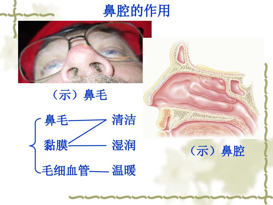 呼吸道的作用_第3页