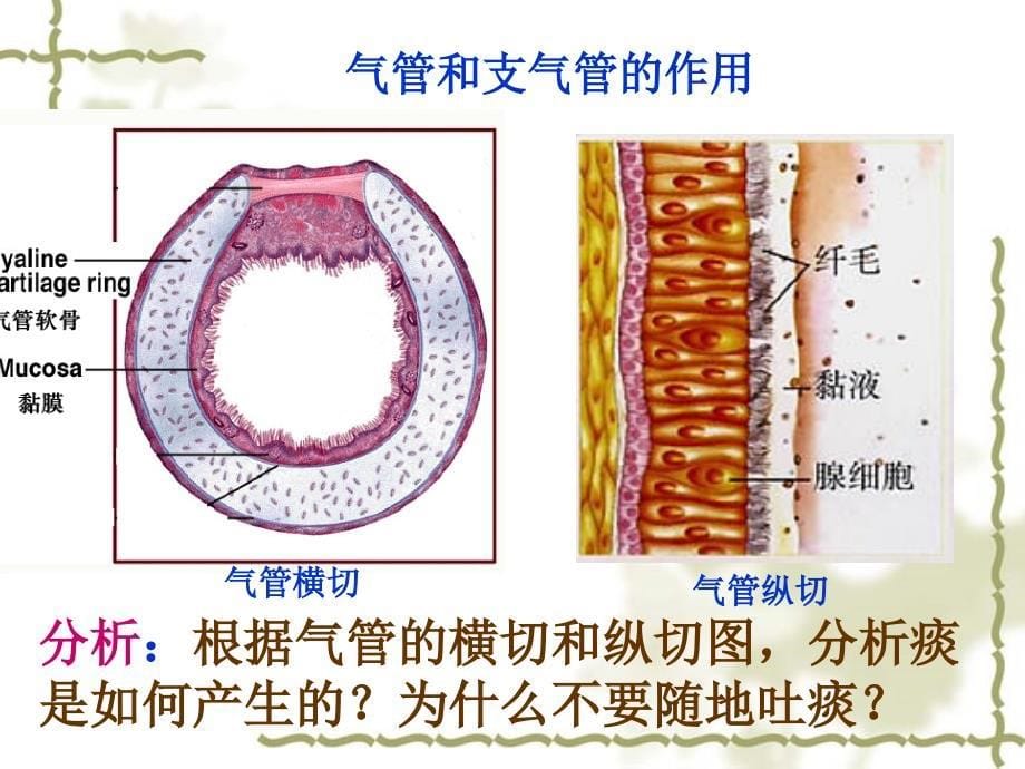 呼吸道的作用_第5页