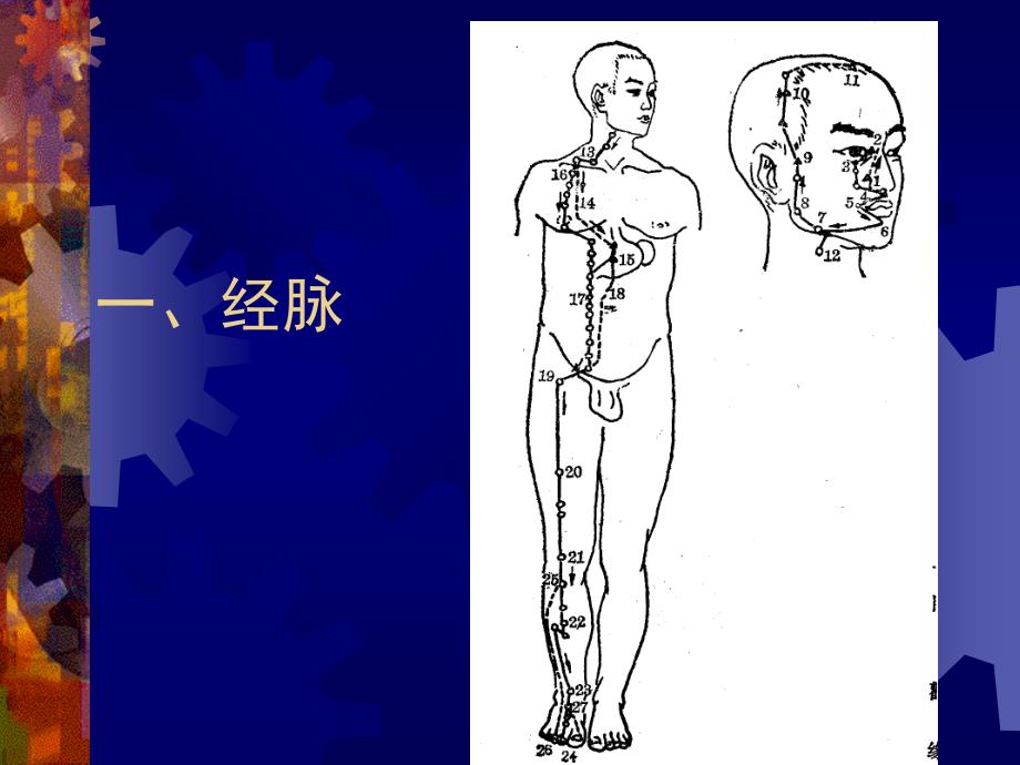 针灸推拿胃经穴ppt课件_第3页