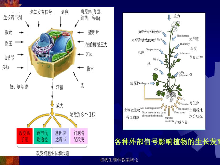 植物生理学教案绪论课件_第4页