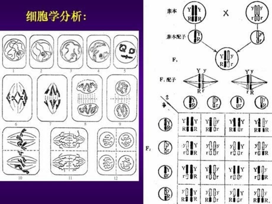 第四章2独立分配规律_第5页