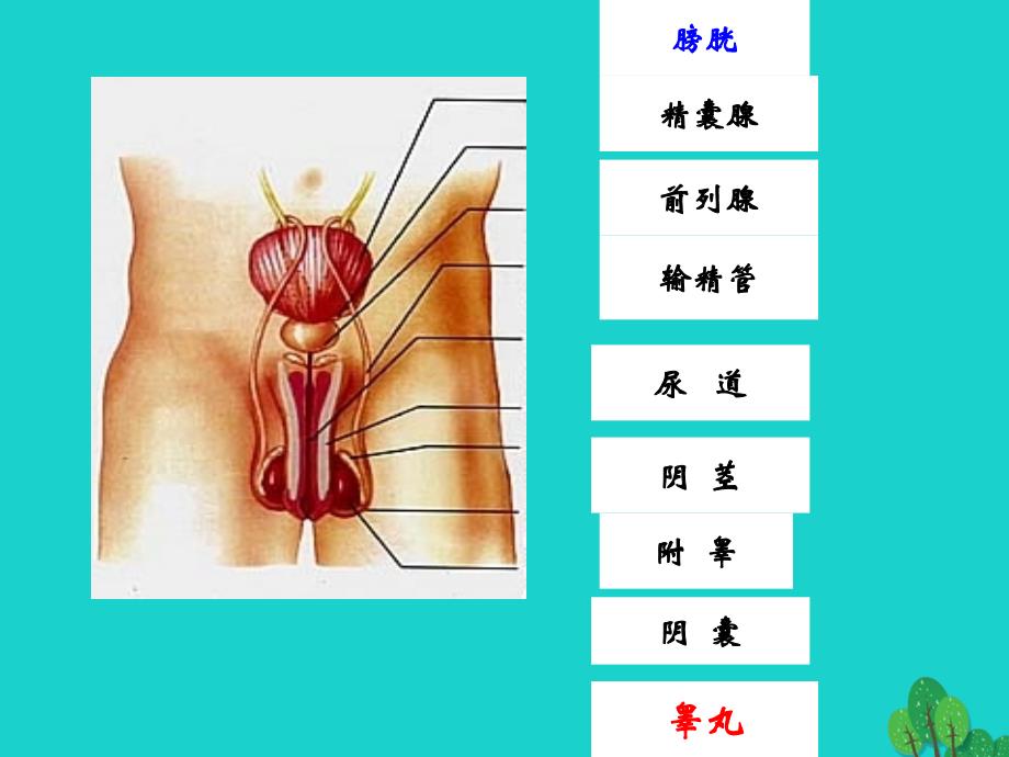 七年级生物下册 第四单元 第一章 第二节 人的生殖课件（1）（新版）新人教版_第4页