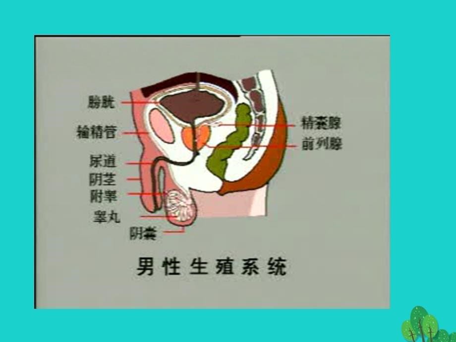 七年级生物下册 第四单元 第一章 第二节 人的生殖课件（1）（新版）新人教版_第5页