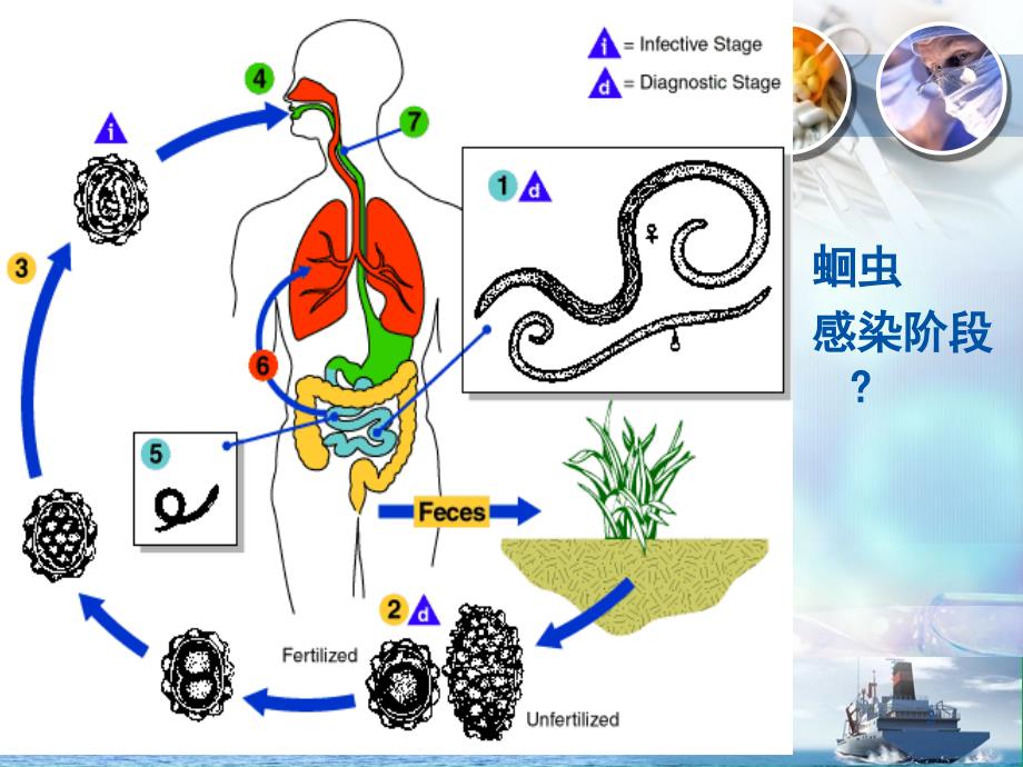 寄生虫检验技术_第2页