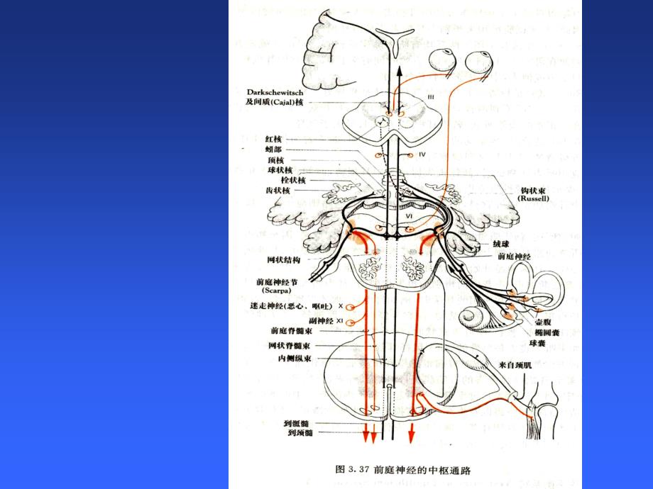 前庭功能检查PPTPPT课件_第3页