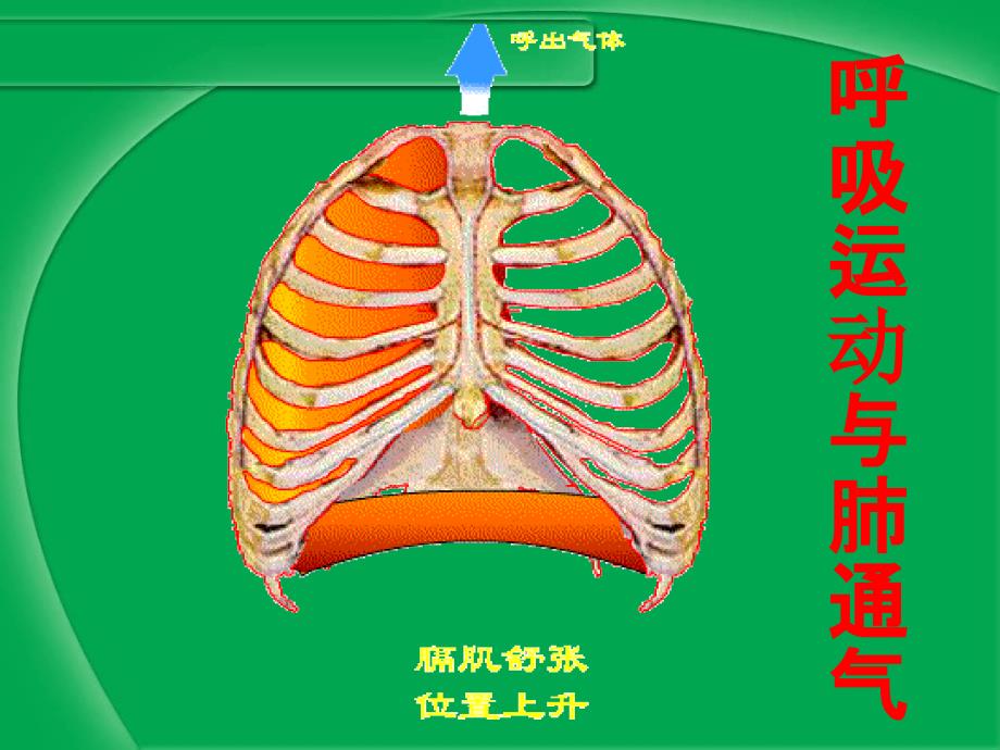 冀少版生物七年级下册31呼吸课件共29张_第4页