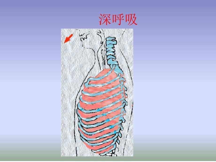 冀少版生物七年级下册31呼吸课件共29张_第5页