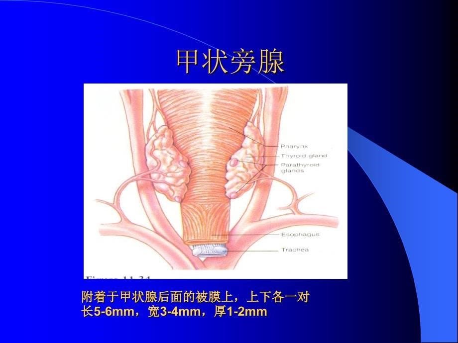 超声医学解剖课件_第5页