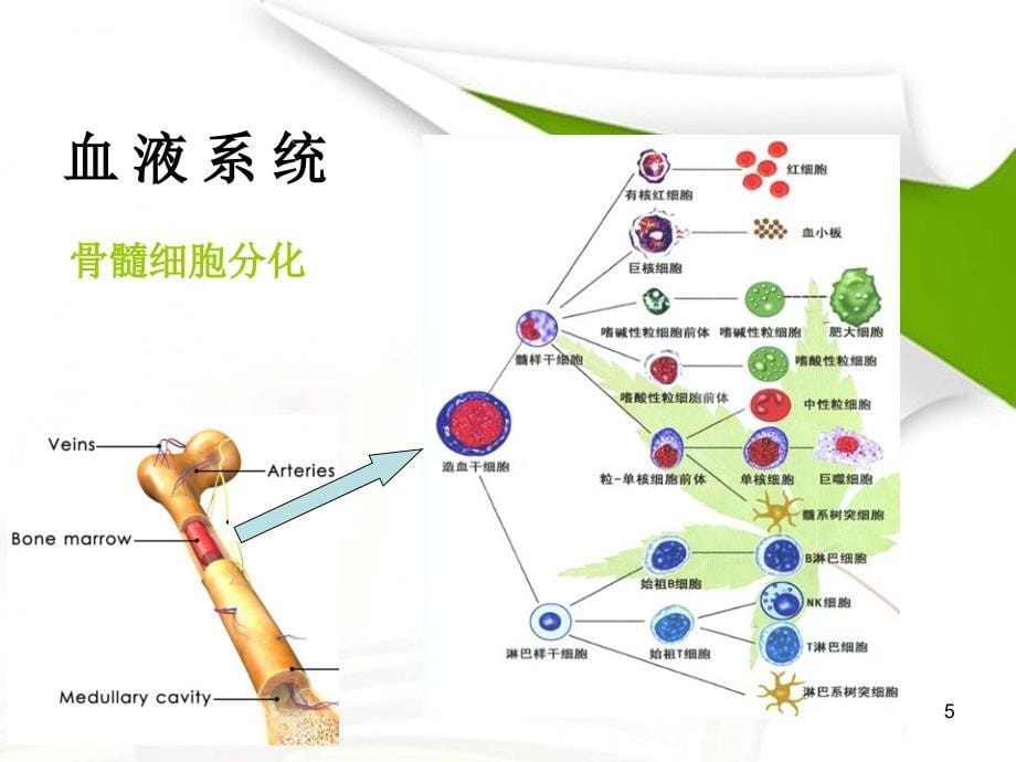 老年血液病ppt课件_第5页