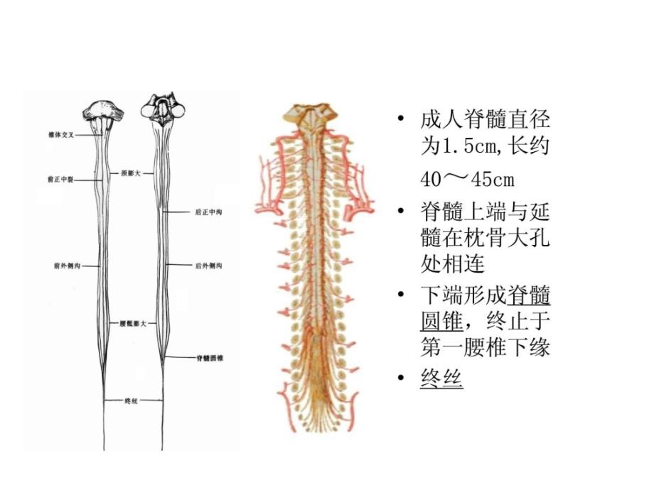 脊髓毁伤的康复护理ppt课件_第4页