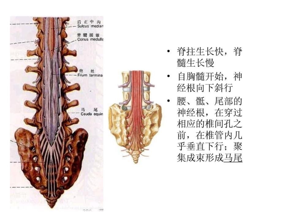 脊髓毁伤的康复护理ppt课件_第5页