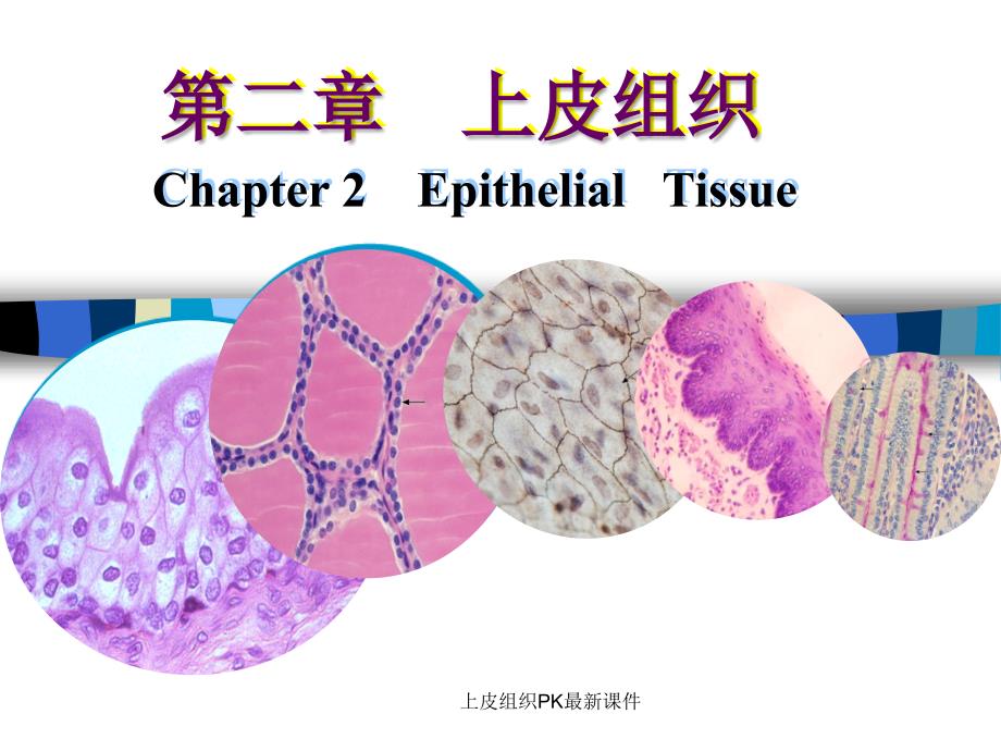 上皮组织PK最新课件_第1页